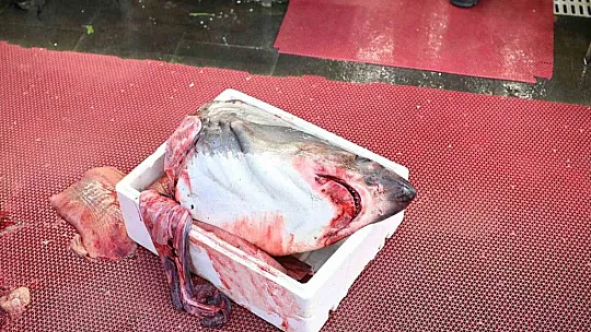 Yasaklı köpek balığının satışına ceza