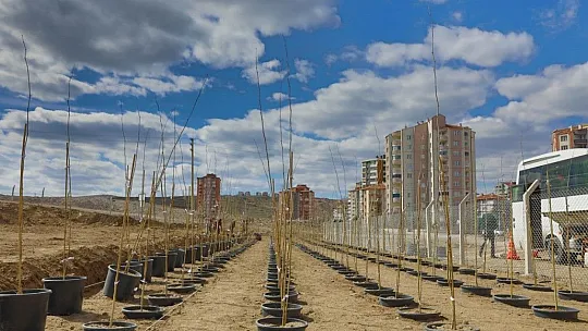 Melikgazi 4 bin 500 Adet çınar fidanı dikti