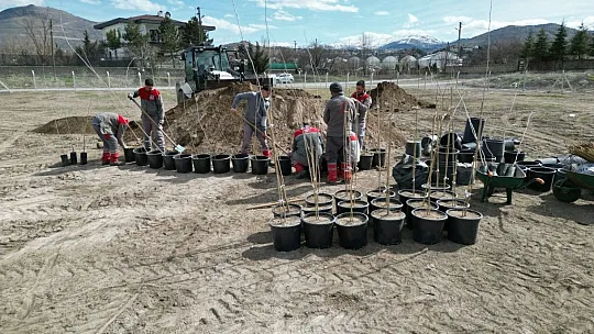 Melikgazi 4 bin 500 Adet çınar fidanı dikti