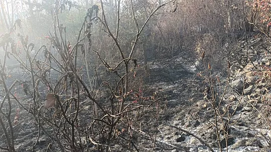 40 dönüm bahçe küle döndü, asırlık ceviz ağaçları yandı
