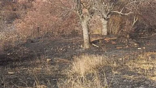 40 dönüm bahçe küle döndü, asırlık ceviz ağaçları yandı