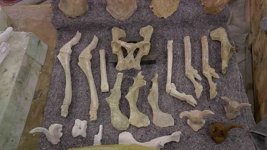 Yamula barajı etrafında 100'e yakın fosil bulundu