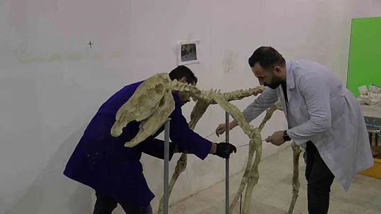 Fosiller ayağa kaldırıldı