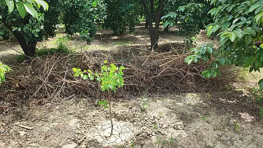 Adana'da hurma bahçesinde boğazı kesilmiş erkek cesedi bulundu
