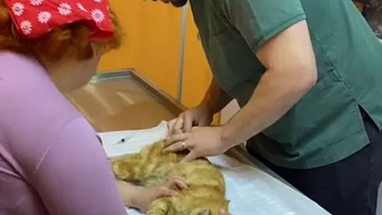 Ağır hasarlı binada kurtarılmak istenen kedi korkup aşağı atladı