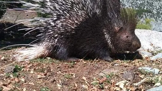 Aladağlar Milli Parkı'nda Oklu Kirpi Görüntülendi