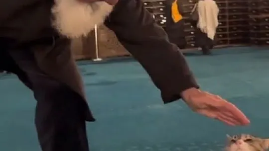 'Kediye canım kaynadı sevdim. Beni filme almışlar'