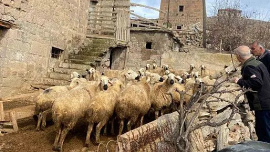Büyükşehir Belediyesi: 'Meraları Şenlendiren Projesi', besiciye umut oldu