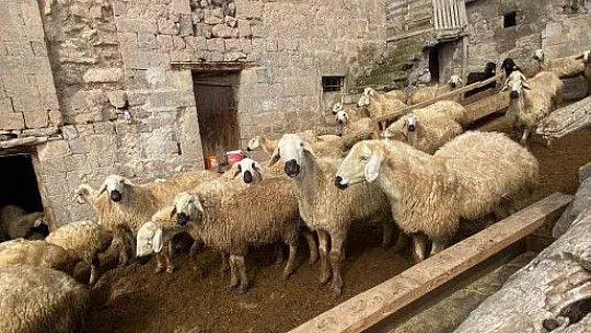 Büyükşehir Belediyesi: 'Meraları Şenlendiren Projesi', besiciye umut oldu