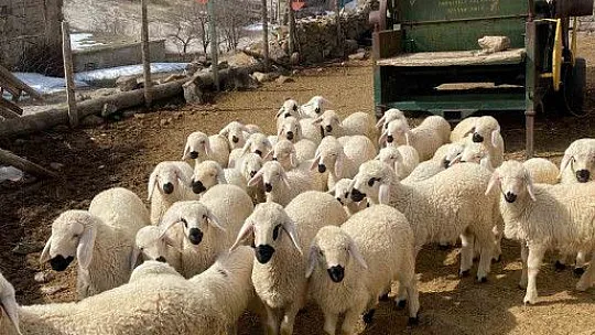 Büyükşehir Belediyesi: 'Meraları Şenlendiren Projesi', besiciye umut oldu