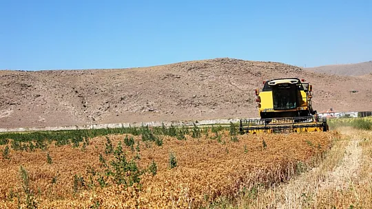 Başkan Çolakbayrakdar, ekimini yaptığı aspirin hasadını da kendisi yaptı