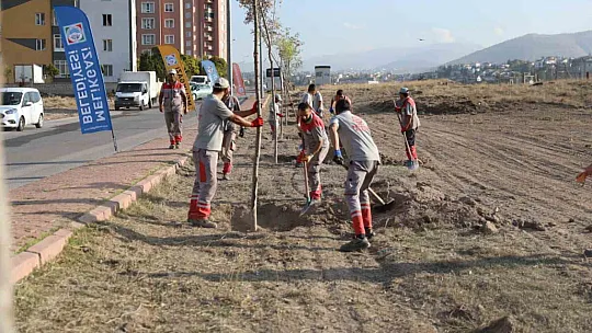 11 günde binlerce ağaç toprakla buluşturulacak