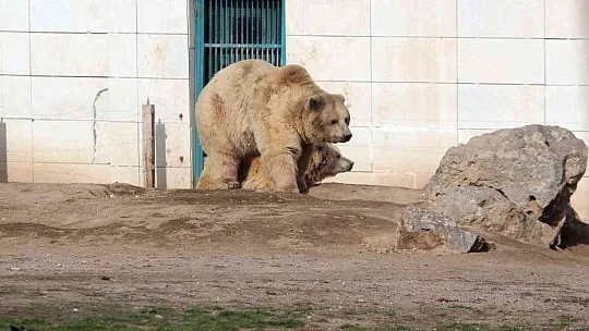 7 ayı kış uykusuna yatmadı