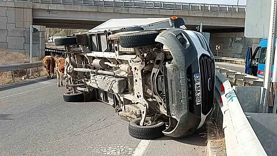 Büyükbaş hayvanları taşıyan kamyonet devrildi