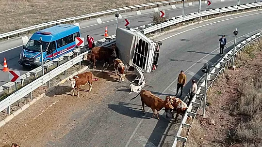 Büyükbaş hayvanları taşıyan kamyonet devrildi