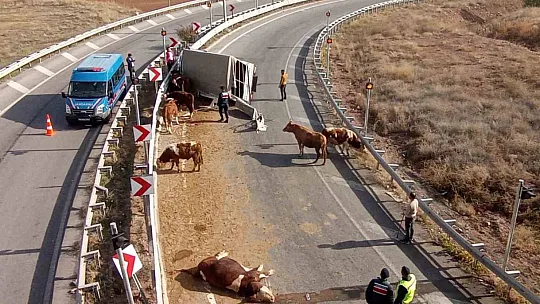 Büyükbaş hayvanları taşıyan kamyonet devrildi