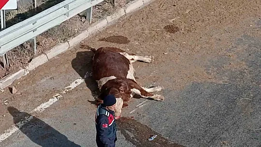 Büyükbaş hayvanları taşıyan kamyonet devrildi