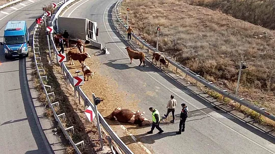 Büyükbaş hayvanları taşıyan kamyonet devrildi