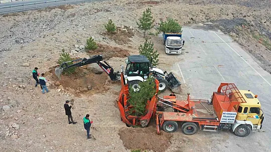 2 Bin 752 Ağaç taşınıyor...