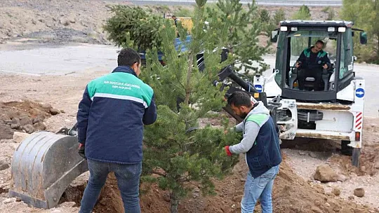 2 Bin 752 Ağaç taşınıyor...