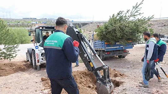 2 Bin 752 Ağaç taşınıyor...