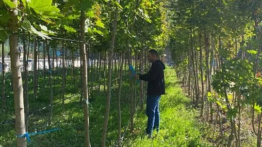 1 ton tohum toprakla buluştu...