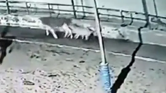 Kurtlar çiftliğe saldırdı