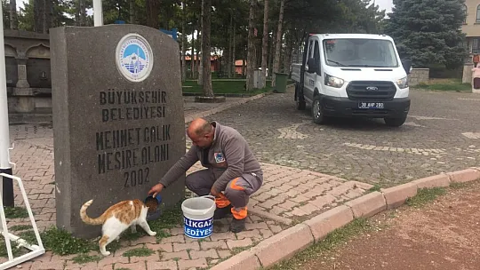 22 binden fazla sokak hayvanına rehabilite