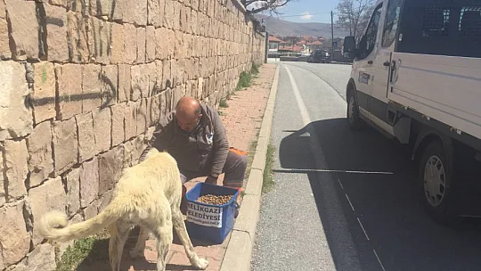 22 binden fazla sokak hayvanına rehabilite