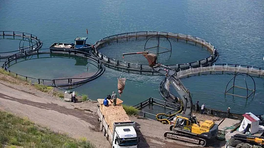 Hedef: 45 milyon dolar... Somonlar bakın nerede yetişiyor?