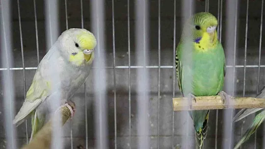Depremden sonra muhabbet kuşlarının satışı patladı! İşte nedeni...