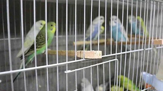 Depremden sonra muhabbet kuşlarının satışı patladı! İşte nedeni...