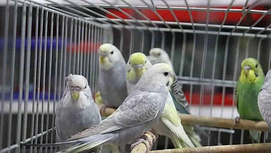 Depremden sonra muhabbet kuşlarının satışı patladı! İşte nedeni...