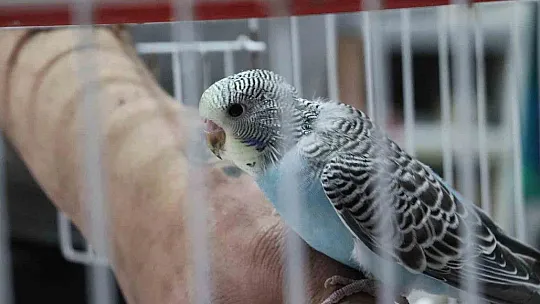 Depremden sonra muhabbet kuşlarının satışı patladı! İşte nedeni...