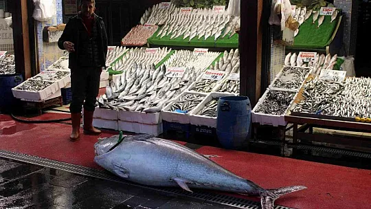 Dev orkinos ilgi odağı oldu