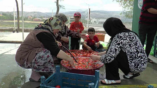 Domatesler kışlık salça için kaynadı!