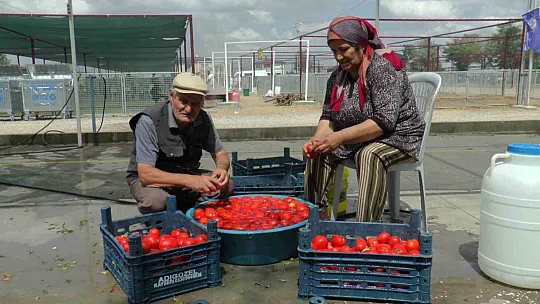 Domatesler kışlık salça için kaynadı!