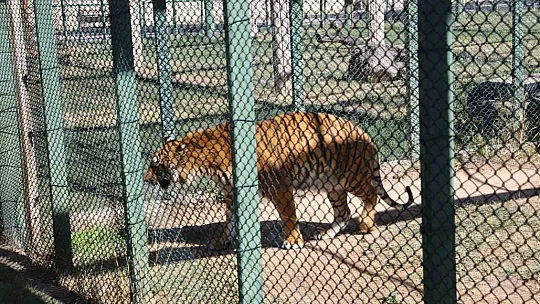 Engelli kaplana anne şefkati