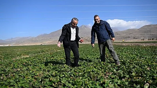 Erciyes'in eteklerinde yetiştiriliyor, 6 ülkeye ihraç ediliyor