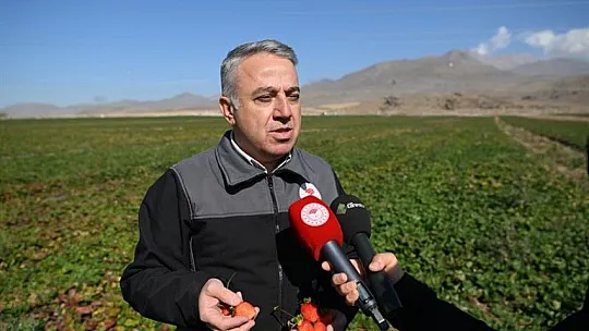 Erciyes'in eteklerinde yetiştiriliyor, 6 ülkeye ihraç ediliyor