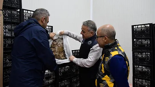 Erciyes'in eteklerinde yetiştiriliyor, 6 ülkeye ihraç ediliyor