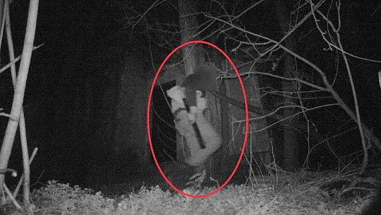Foto kapanlara yaban hayatı değil, hırsızlar yakalandı