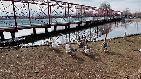 Hayvanat bahçesi kışın da açık