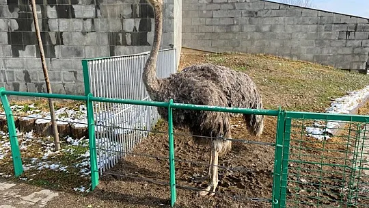 Hayvanat bahçesi kışın da açık