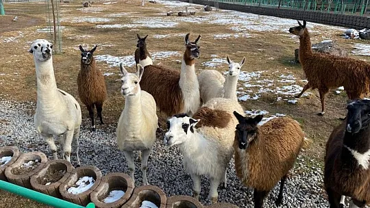 Hayvanat bahçesi kışın da açık