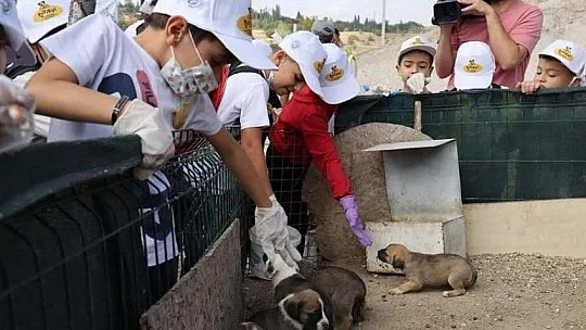 Talas'ta 'hayvan mezarlığı' yapılacak...