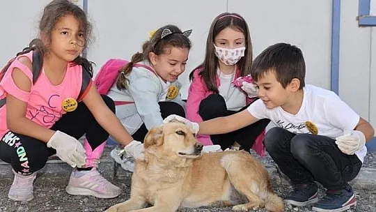 Talas'ta 'hayvan mezarlığı' yapılacak...