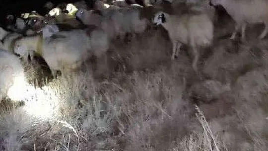 Jandarma kaybolan 45 küçükbaş hayvanı buldu