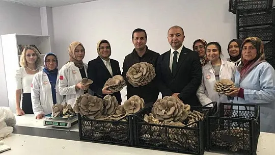 Kadınlar Tarafından Üretilen İstiridye Mantarının İlk Hasadı Yapıldı
