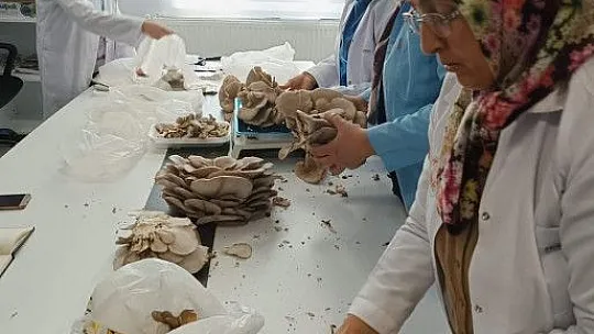 Kadınlar Tarafından Üretilen İstiridye Mantarının İlk Hasadı Yapıldı